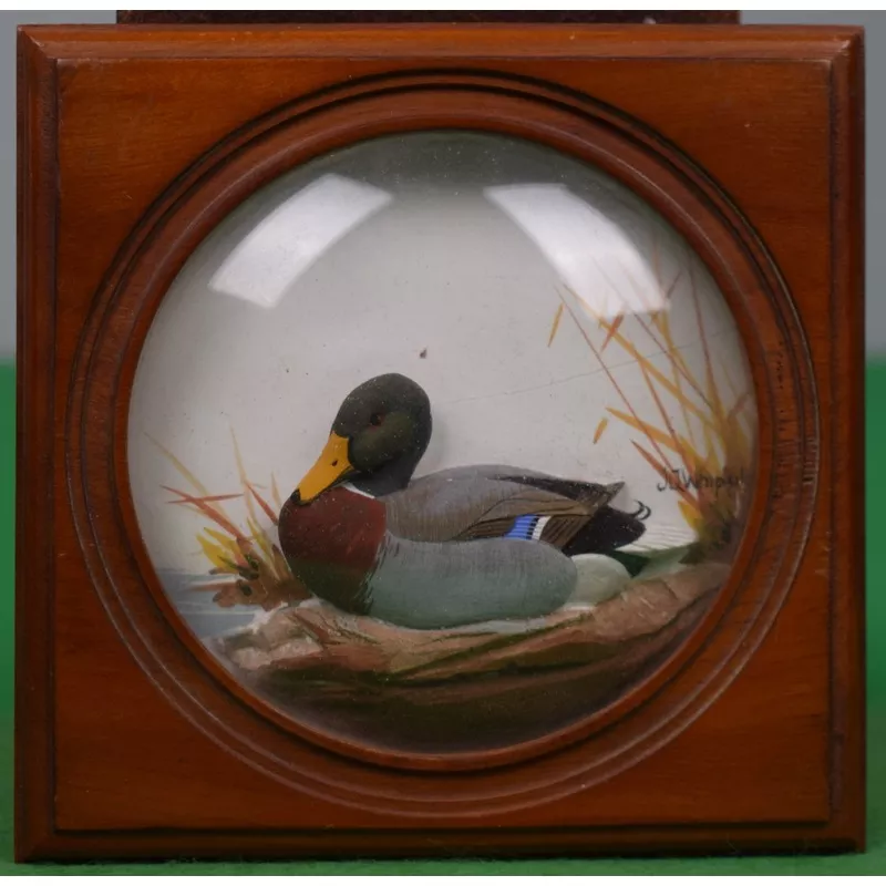 “Abercrombie & Fitch Woodcock Mallard Hand Painted by Joseph Q. Whipple Shadowbox” (SOLD)