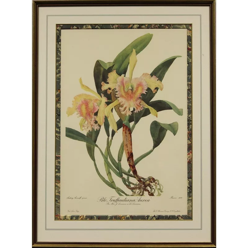 “Blc. Truffautiana Aurea” by Andrey Avinoff 1960 Lithograph